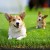 Primeturf Artificial Grass 30mm - 1x10m Lush 4-Tone Synthetic Lawn Turf, Durable, UV-Stabilised, Easy Install, 6-Year
