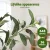 Artiss 155cm Artificial Olive Tree - Lifelike Indoor Decor, UV-Resistant, Flexible Branches, No Maintenance Needed