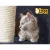 i.Pet 244cm Cat Tree Tower - Grey Condo with Sisal Scratching Posts, Plush Velvet, Multi-Level Play Areas, and Hammocks