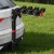 Giantz 4-Bike Carrier Rack for Cars, 2" Hitch Mount, Foldable, Black, Heavy-Duty Steel, Fits Most Vehicles, Easy Storage
